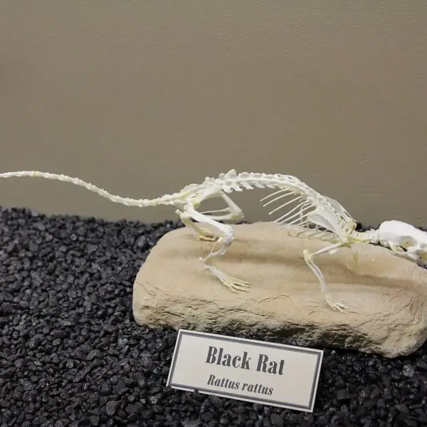 Nieuws uit Ninove (8) Waarom extreemrechts vijanden nodig heeft – 30 januari 2026